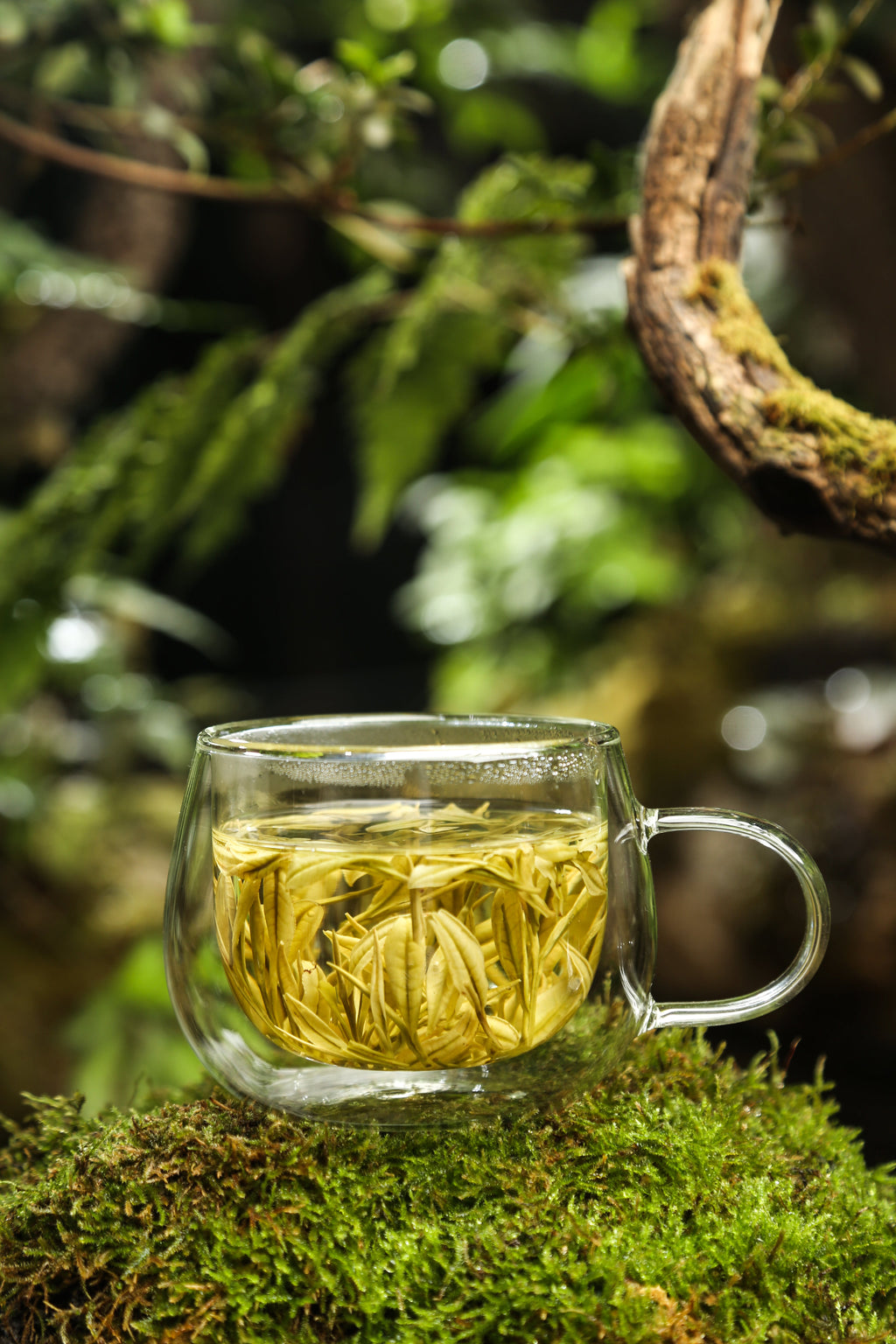 Anji White Tea